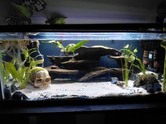 Freshwater Aquarium Fish Tank with Decor