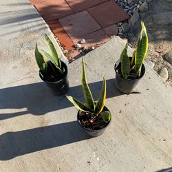 Snake Plant 1 Gallon $6 Each 