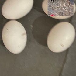 Hatching Eggs 