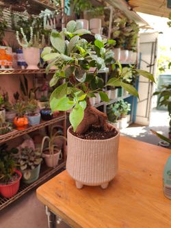 Ginseng Ficus Bonsai Tree
