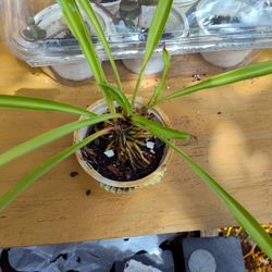 Bonsai Spider Plant