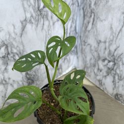 HERMOSAS PLANTAS NATURALES “SWEET CHEESE PLANT 