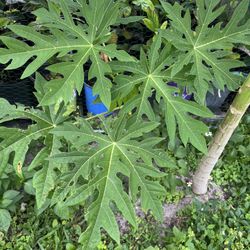 Papaya Trees 