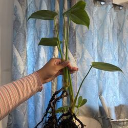 Monstera plant