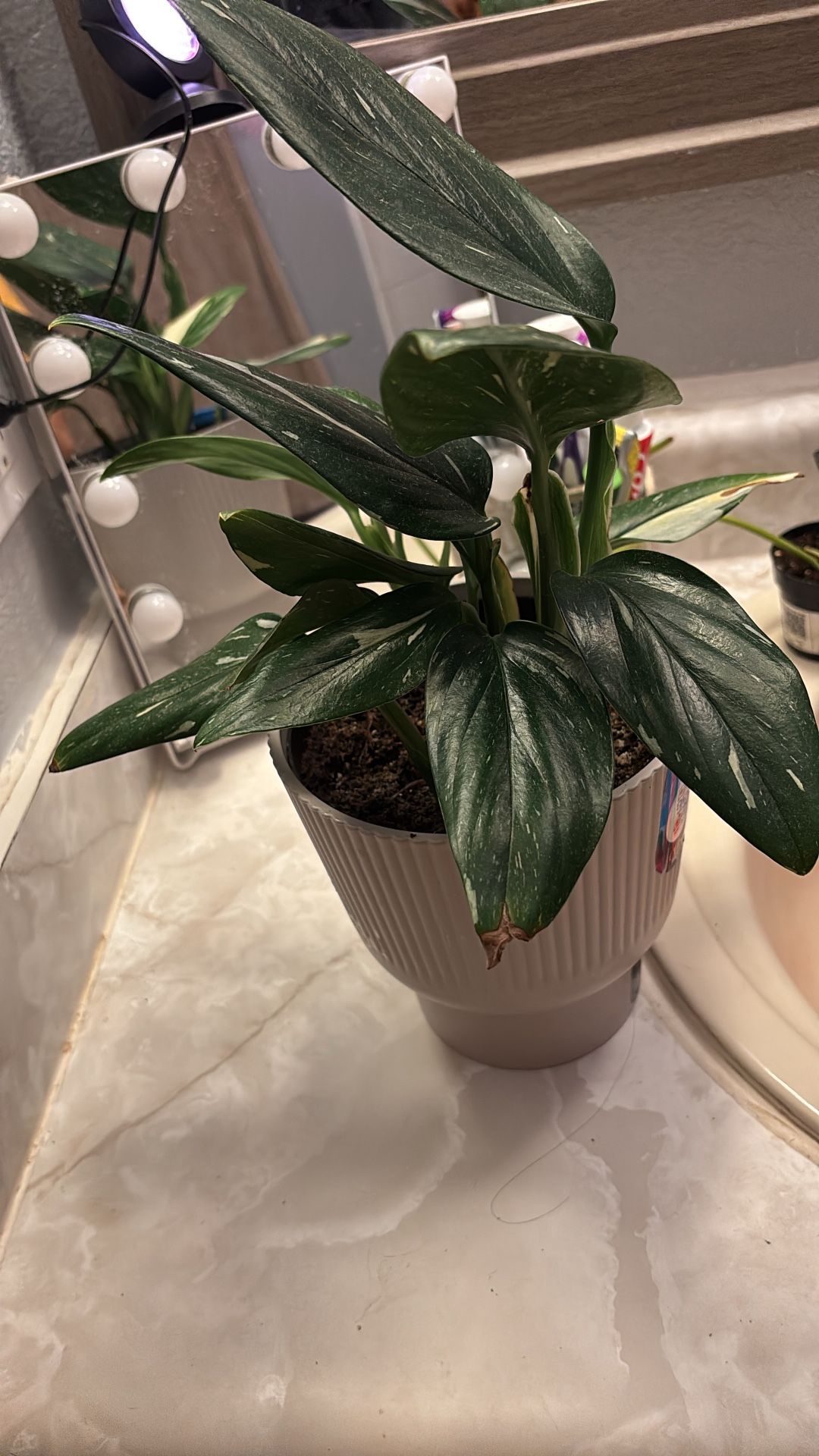 houseplant White Knight