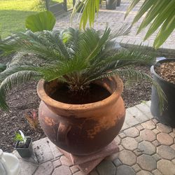 Large Terra Cotta Pot With Sago Palm