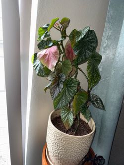 Polka dot pink begonia