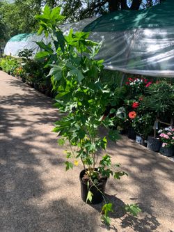 Chinese lantern plant