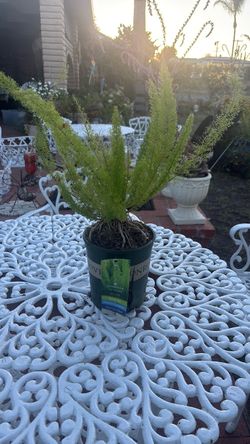 Fox tail fern  plant