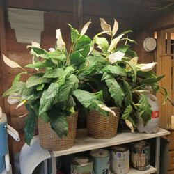 Peace Lilies Fake Plants 