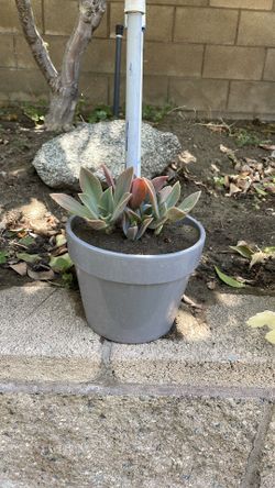 Succulent plant 🪴