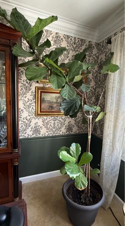Tall Fiddle Fig Live Plant