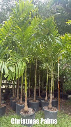 Palm Trees