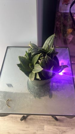 Succulent plant