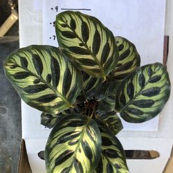 Peacock plant Goeppertia makoyana (calatheas)