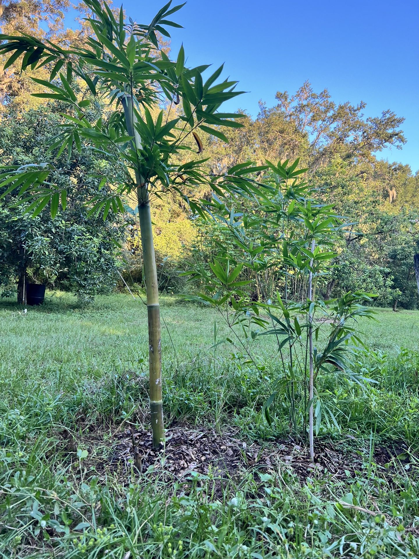 Blue Timber Clumping Bamboo