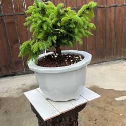 Bonsai Tree 