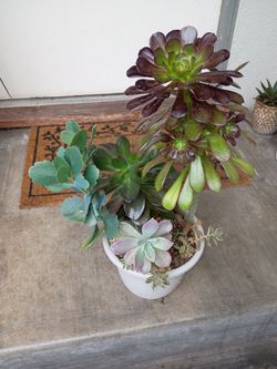 Succulent