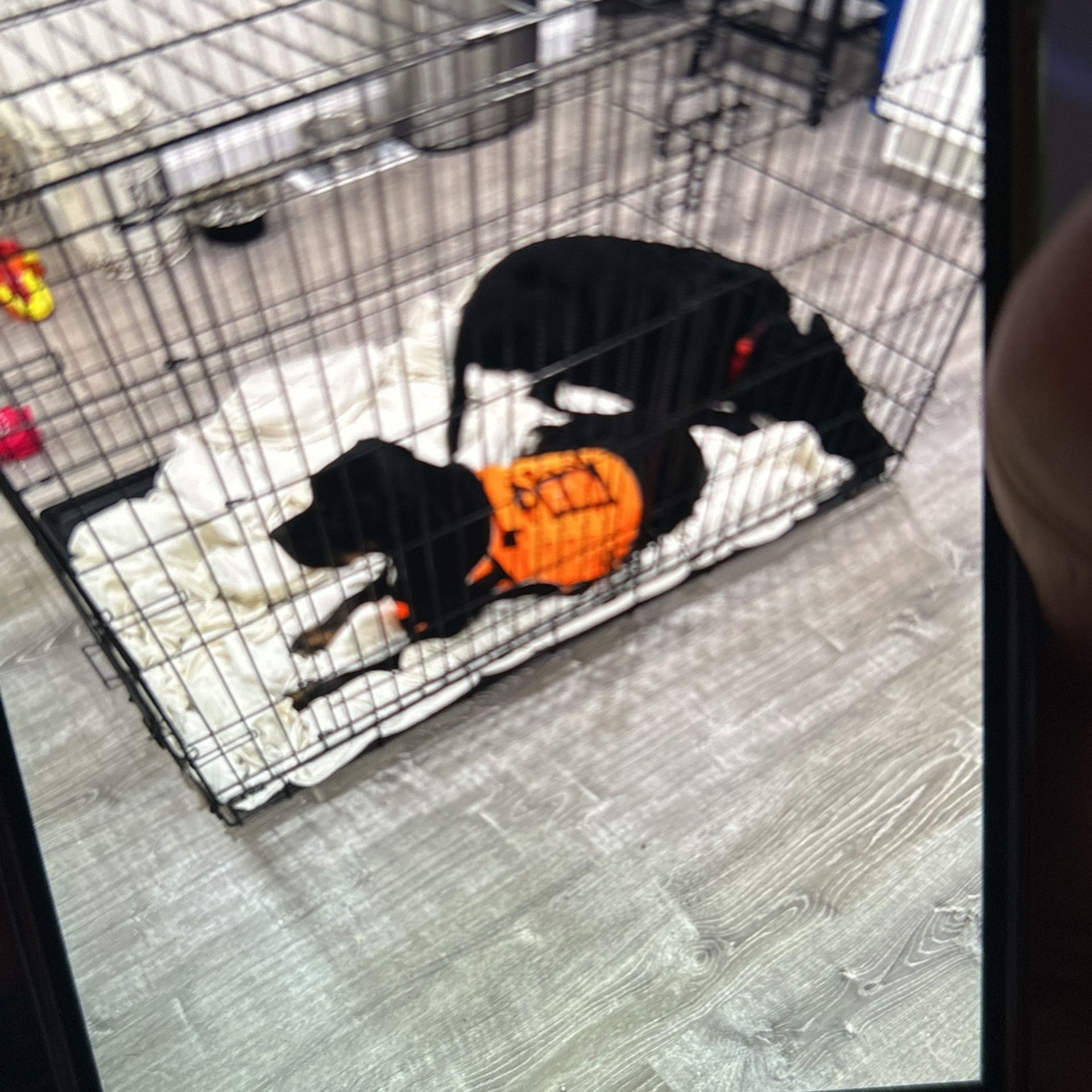 Dog Kennels