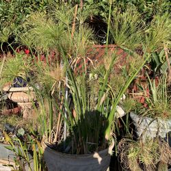 Papyrus Plant In Big Container.