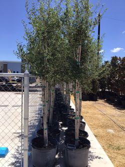 Live Oak Trees 15gallon 