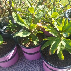 plants