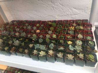 Succulents for sale