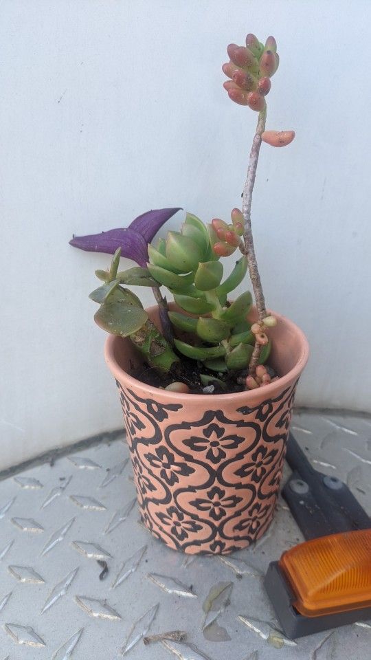 Cute Little Pink And Black Pot With Pretty Succulents 