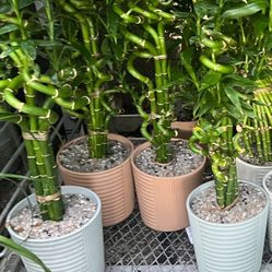 Lucky Bamboo In Ceramic Pot. SPECIAL PRICE 🤩