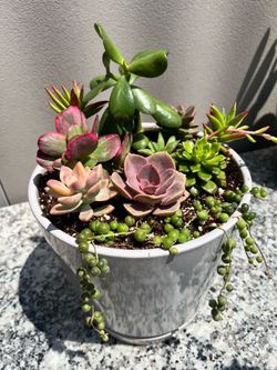 Succulent Arrangement , Arreglos de suculentas