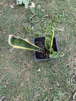 Planta