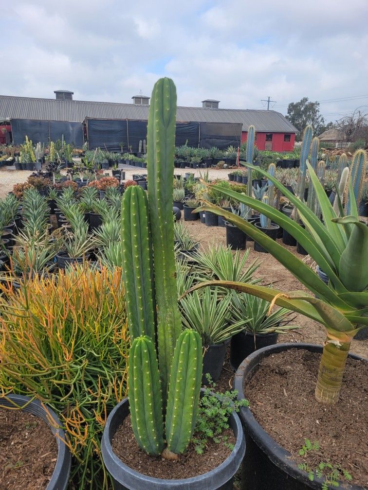 San Pedro Cactus Lawn & Garden