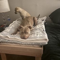 The Ultimate Pet Bed