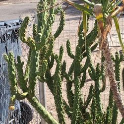 Eves Needle Cactus/Succulent 