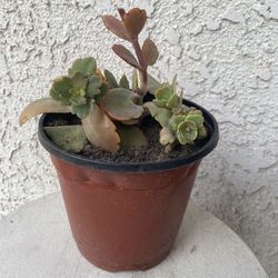 6 Inch Pot Succulent Plant - Kalanchoe Fedtschenkoi - Lavender Scallops - Rooted & Established - Drought Resistant - 🪴
