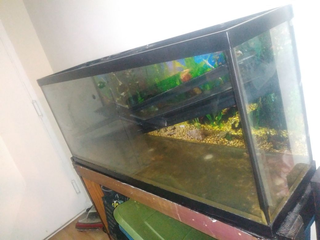 55 gallons Fish tank with hood and stand and accessories