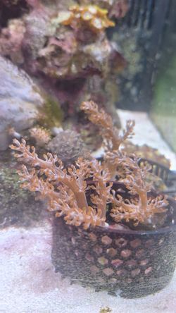 Fake kenya tree coral decoration