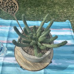 Cactus