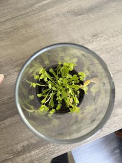 Carnivorous Plant