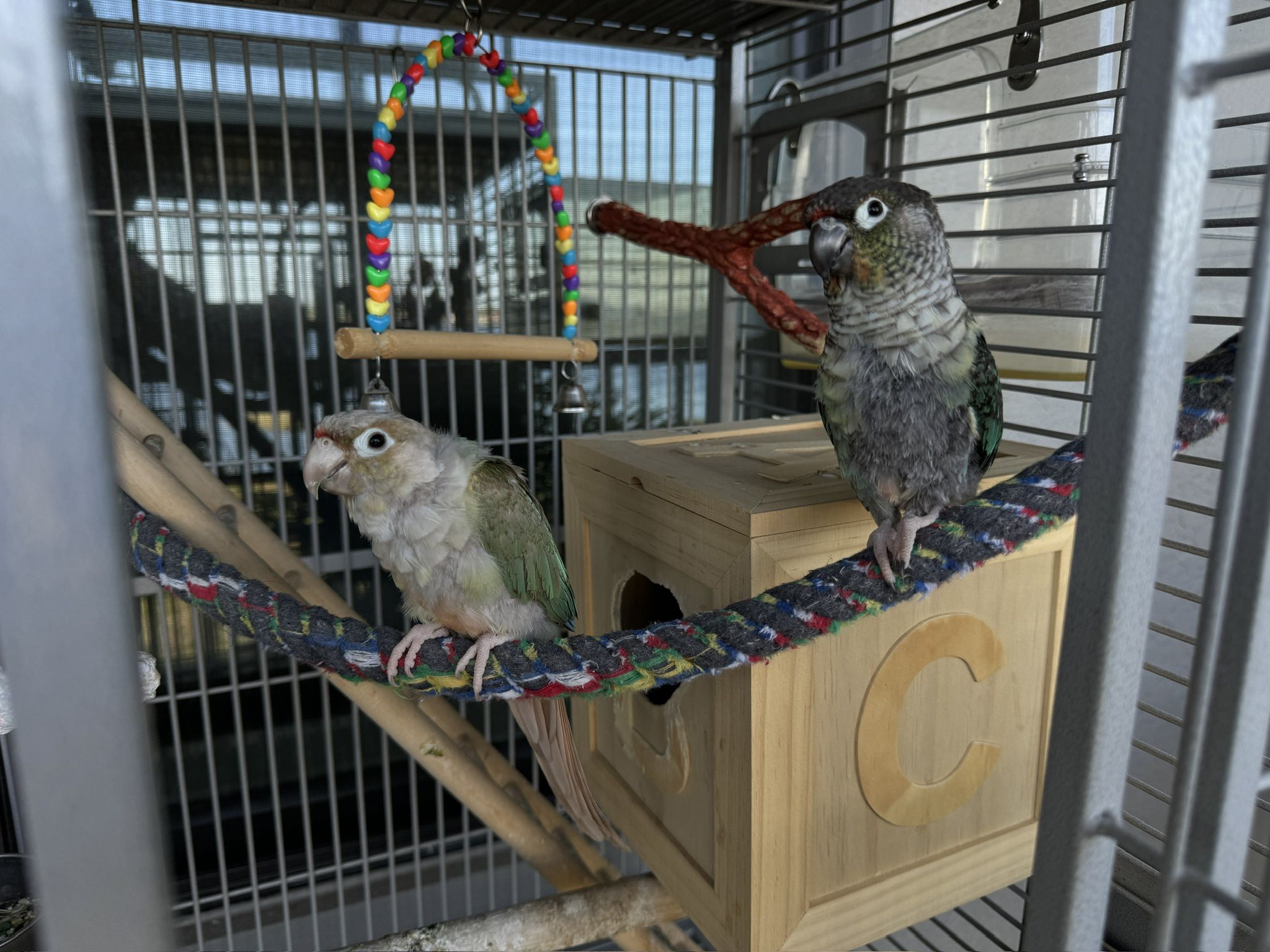 parrot cage.