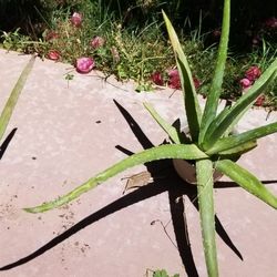 Aloe Vera Healing Plants Difference Sizes