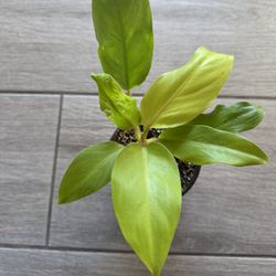 Golden Goddess/ Lemon Lime Philodendron Live Plant