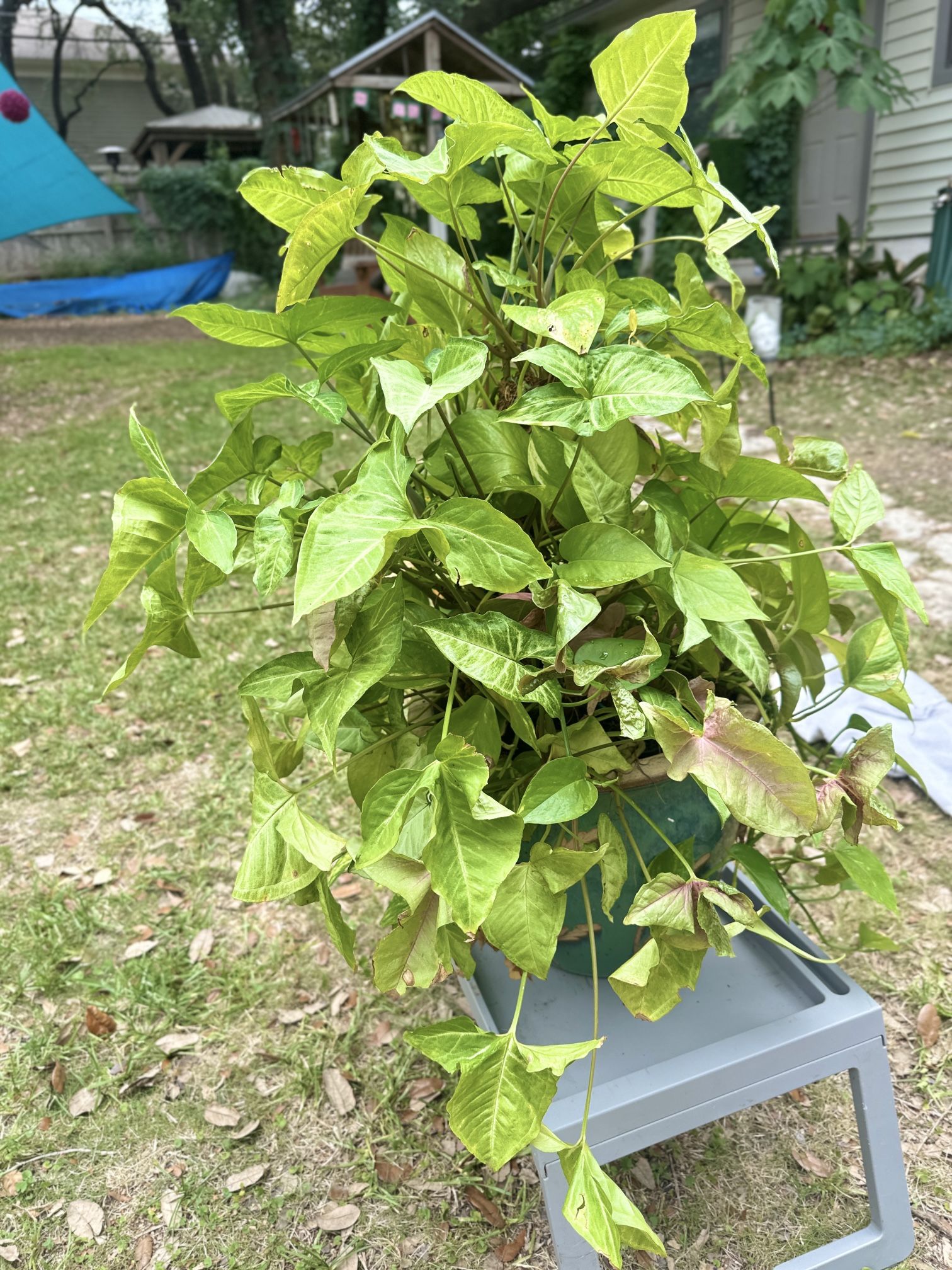 Large Arrowhead Pink & Variegated And Pothos Very Healthy Extra Large