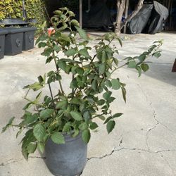 Thornless Ever-fruiting Blackberry Bush