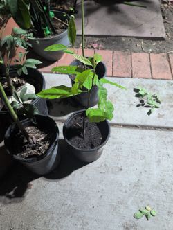 Avocado Tree