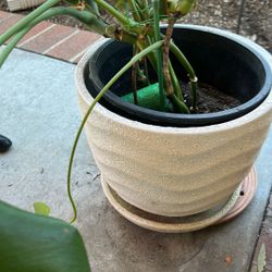 White Med Lg Pot with Plant 