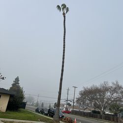 Palm tree trimming
