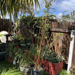 Bamboo Alphonse Karr