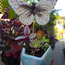 Beautiful succulent arrangement with butterfly.🤍🦋🌱