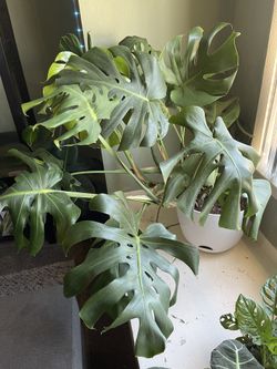 plants